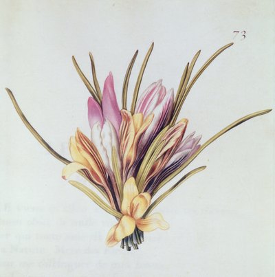 Saffron or Crocus, from 